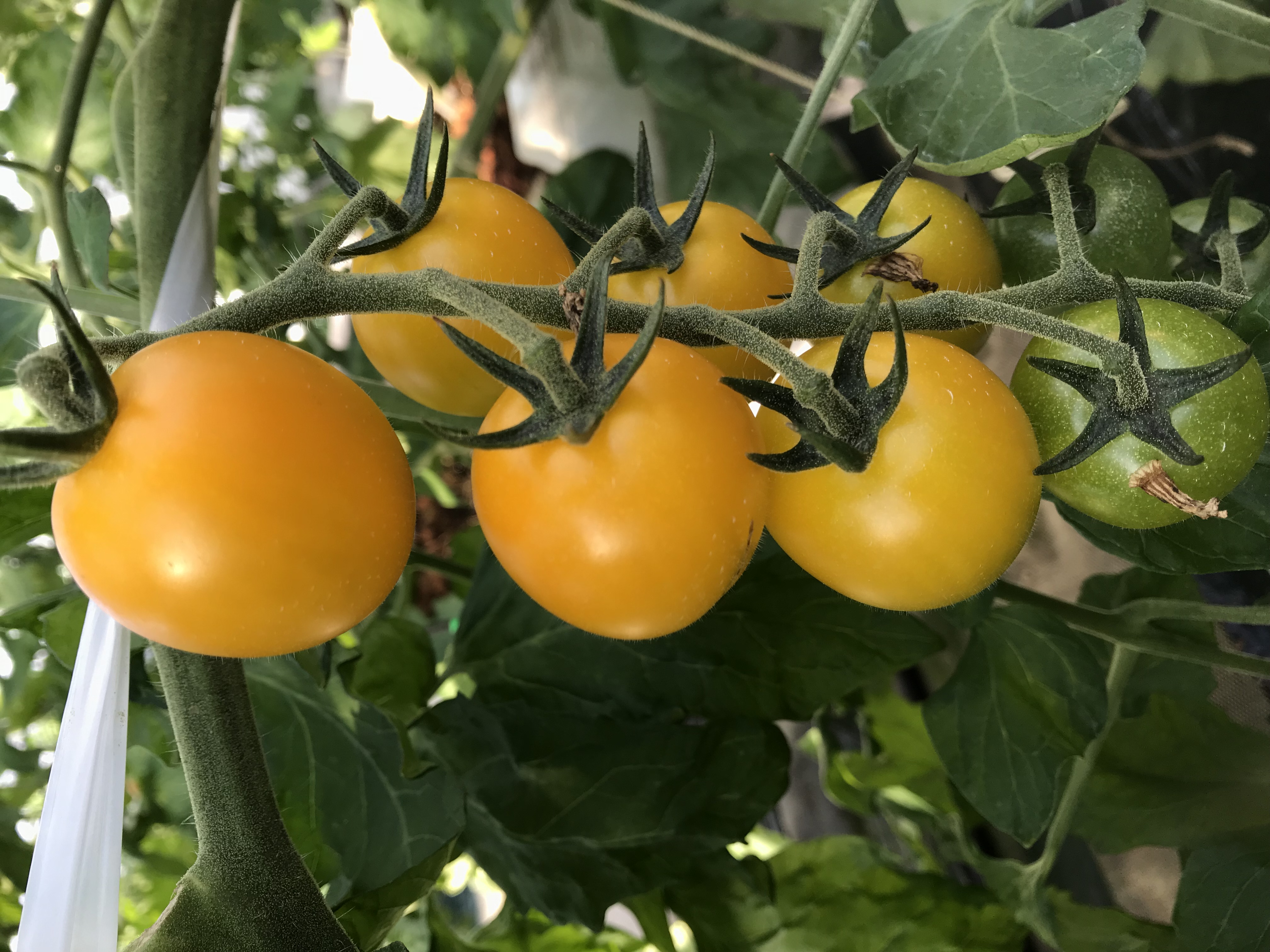 トマトも順調に育ってます。